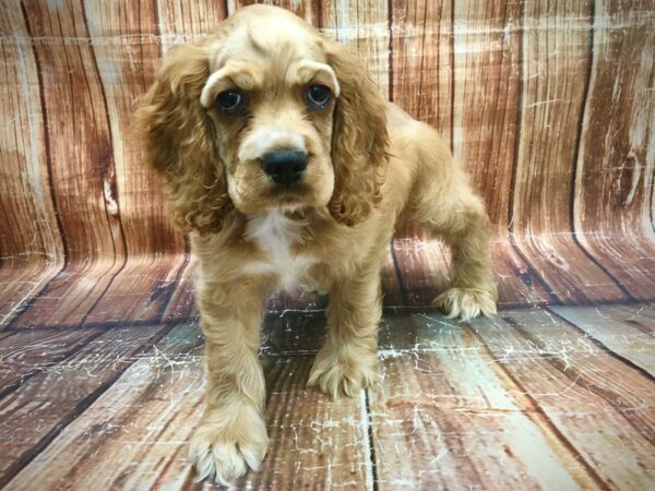 Cocker Spaniel-DOG-Male-Red-23578-Petland Scottsdale, Arizona