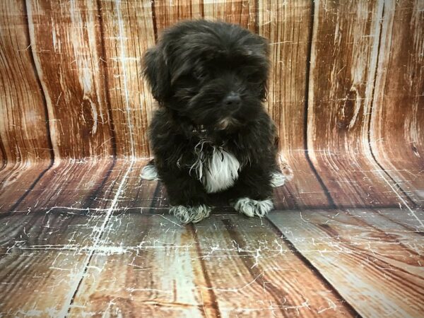 Havanese-DOG-Male-Blue-23579-Petland Scottsdale, Arizona