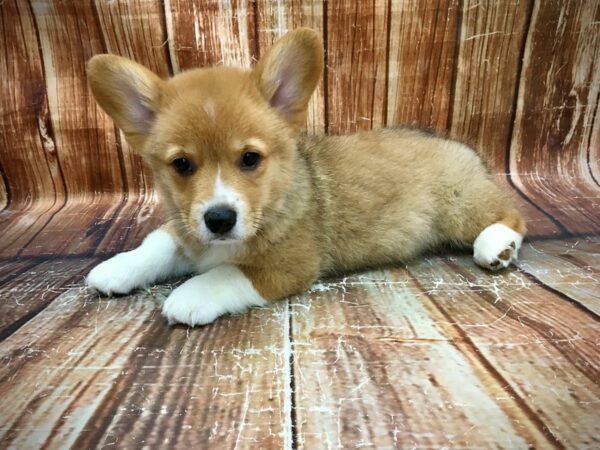 Pembroke Welsh Corgi-DOG-Male-Red-23576-Petland Scottsdale, Arizona