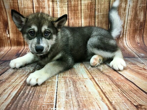 Siberian Husky-DOG-Male-Sable and White-23577-Petland Scottsdale, Arizona