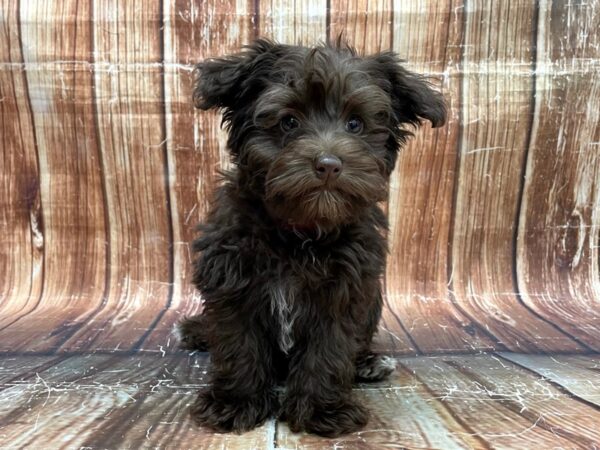 Miniature Schnauzer/Poodle-DOG-Female-Chocolate-23587-Petland Scottsdale, Arizona