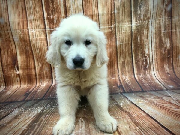 Golden Retriever-DOG-Female-Light Golden-23588-Petland Scottsdale, Arizona