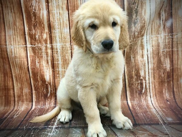 Golden Retriever-DOG-Male-GOLDEN-23589-Petland Scottsdale, Arizona