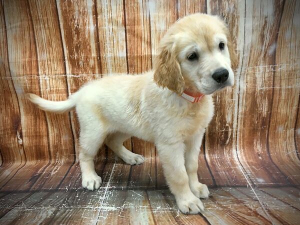 Golden Retriever-DOG-Female-GOLDEN-23590-Petland Scottsdale, Arizona