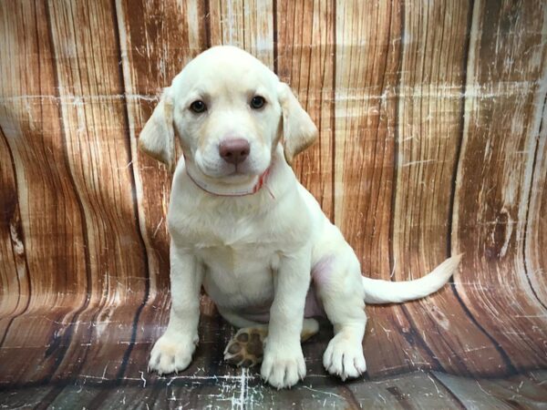 Labrador Retriever-DOG-Female-Yellow-23593-Petland Scottsdale, Arizona
