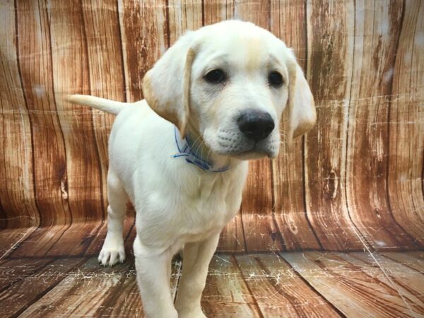 Labrador Retriever-DOG-Male-Yellow-23592-Petland Scottsdale, Arizona
