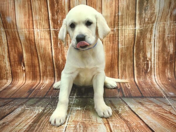 Labrador Retriever-DOG-Male-Yellow-23591-Petland Scottsdale, Arizona