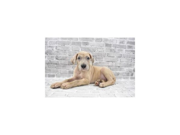 Great Dane-DOG-Male-Fawn-23601-Petland Scottsdale, Arizona