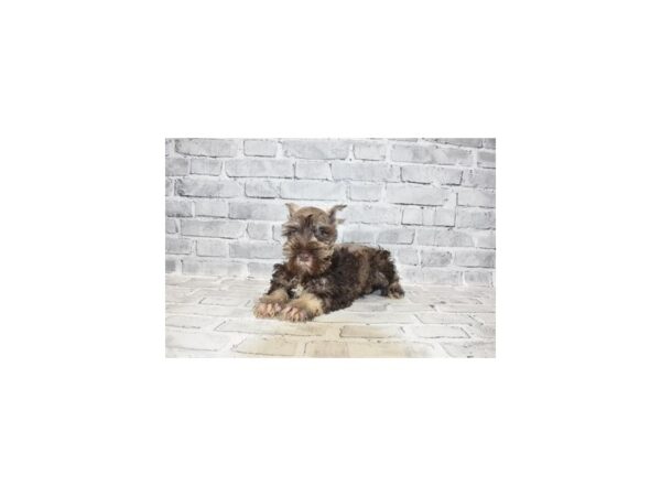 Miniature Schnauzer-DOG-Female-Liver and Pepper-23594-Petland Scottsdale, Arizona