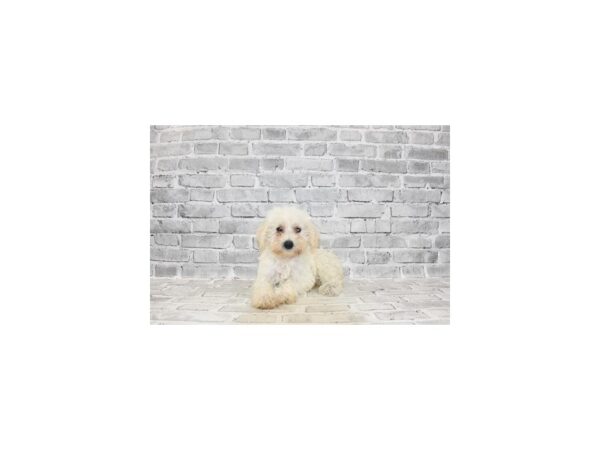 Miniature Schnauzer/Poodle-DOG-Female-White-23598-Petland Scottsdale, Arizona