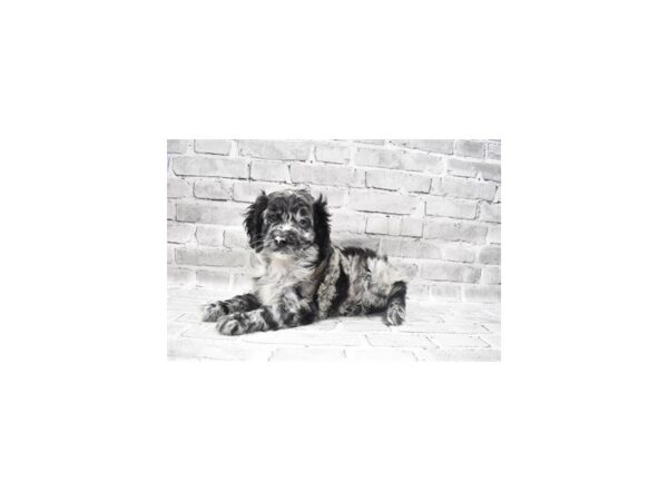 Cocker Spaniel/Poodle-DOG-Male-Blue Roan-23597-Petland Scottsdale, Arizona