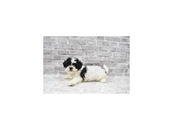 Bichon Frise/Shih Tzu-DOG-Female-Black and White-23596-Petland Scottsdale, Arizona