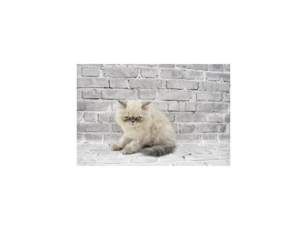 Persian-CAT-Male-Blue-23595-Petland Scottsdale, Arizona