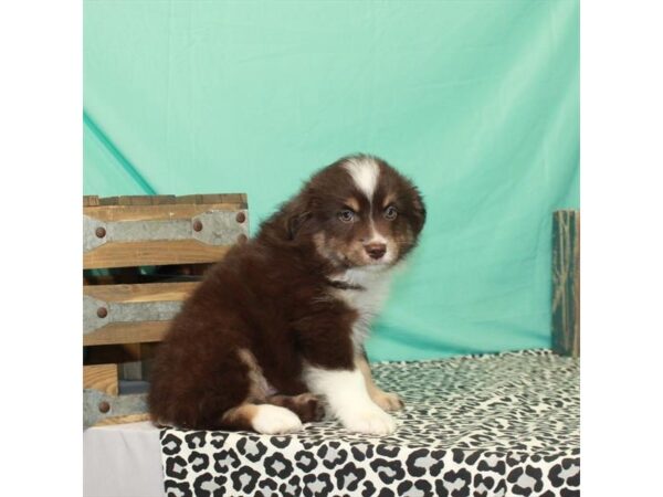 Miniature Australian Shepherd/Toy Australian Shepherd-DOG-Female-Chocolate / Tan-23603-Petland Scottsdale, Arizona