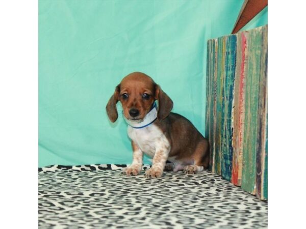 Dachshund-DOG-Male-Red Sable-23605-Petland Scottsdale, Arizona
