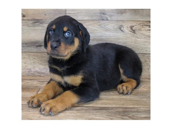 Rottweiler-DOG-Male-Black / Rust-23610-Petland Scottsdale, Arizona
