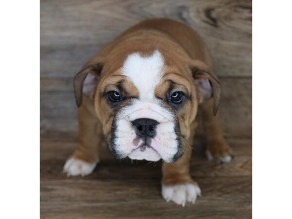 English Bulldog-DOG-Female-Red-23604-Petland Scottsdale, Arizona