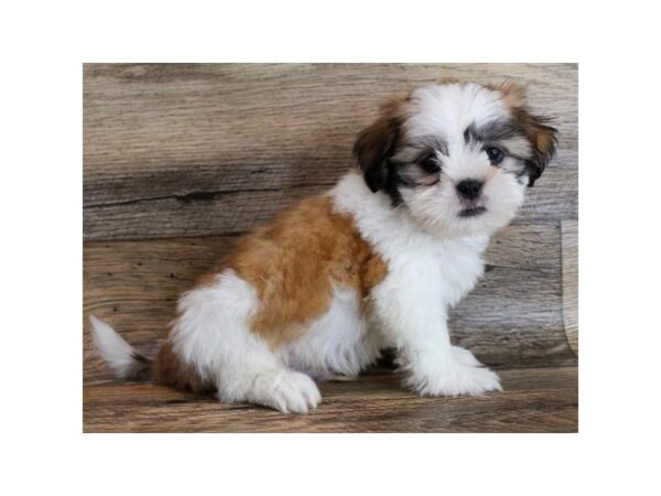 Lhasa Apso-DOG-Male-Golden / White-23607-Petland Scottsdale, Arizona