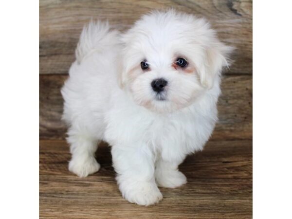 Maltese-DOG-Male-White-23608-Petland Scottsdale, Arizona