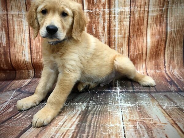 Golden Retriever-DOG-Male-Golden-23620-Petland Scottsdale, Arizona
