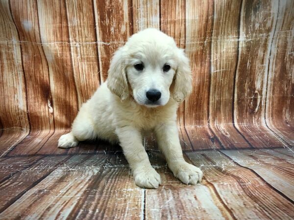 Golden Retriever-DOG-Female-Golden-23621-Petland Scottsdale, Arizona