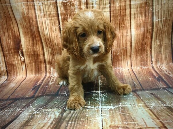 Cocker Spaniel/Poodle-DOG-Male--23616-Petland Scottsdale, Arizona