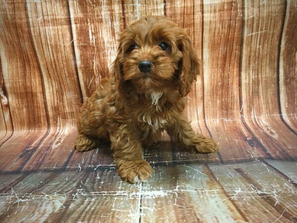 Cocker Spaniel/Poodle-DOG-Female--23619-Petland Scottsdale, Arizona