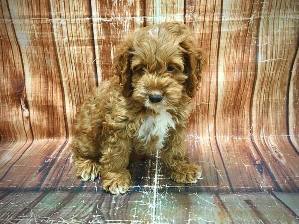 Cocker Spaniel/Poodle-DOG-Male--23617-Petland Scottsdale, Arizona