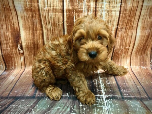 Cocker Spaniel/Poodle-DOG-Female--23618-Petland Scottsdale, Arizona