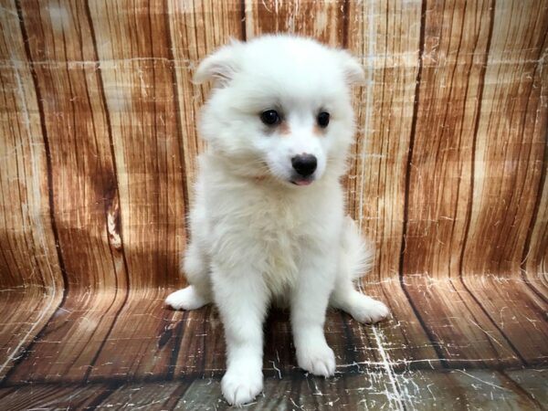 American Eskimo Dog-DOG-Female-White-23602-Petland Scottsdale, Arizona