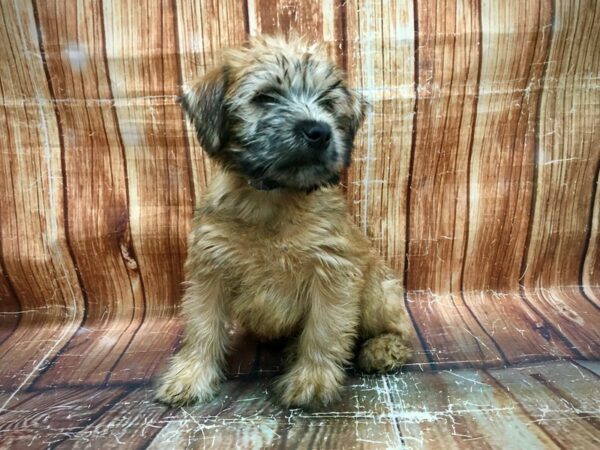Soft Coated Wheaten Terrier-DOG-Male-Wheaten-23611-Petland Scottsdale, Arizona
