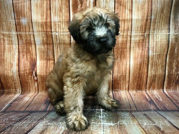 Soft Coated Wheaten Terrier-DOG-Male-Wheaten-23612-Petland Scottsdale, Arizona