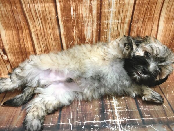 Havanese-DOG-Male-Gold-23606-Petland Scottsdale, Arizona