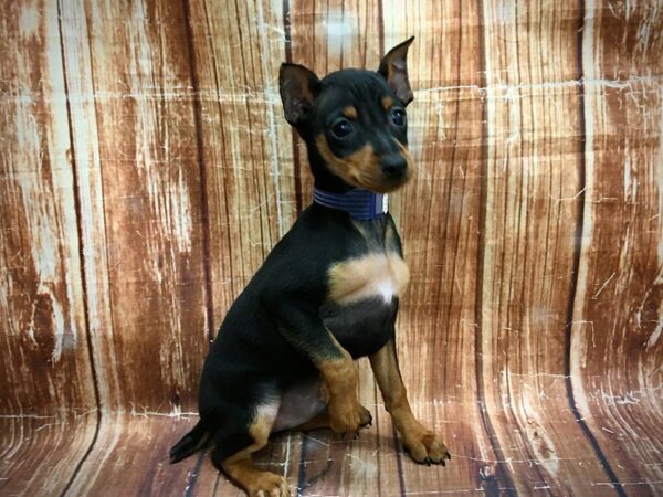 Miniature Pinscher-DOG-Male-Black / Rust-23609-Petland Scottsdale, Arizona