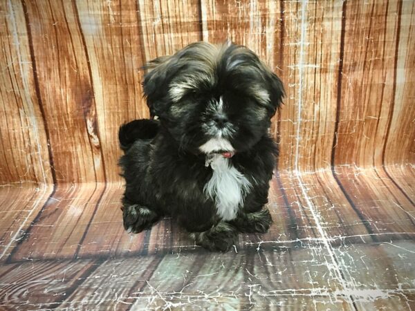 Lhasa Apso-DOG-Female-Golden-23600-Petland Scottsdale, Arizona