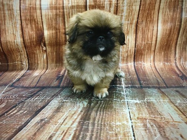 Pekingese-DOG-Male-Fawn-23599-Petland Scottsdale, Arizona