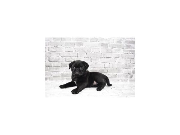 Pug-DOG-Male-Black-23623-Petland Scottsdale, Arizona