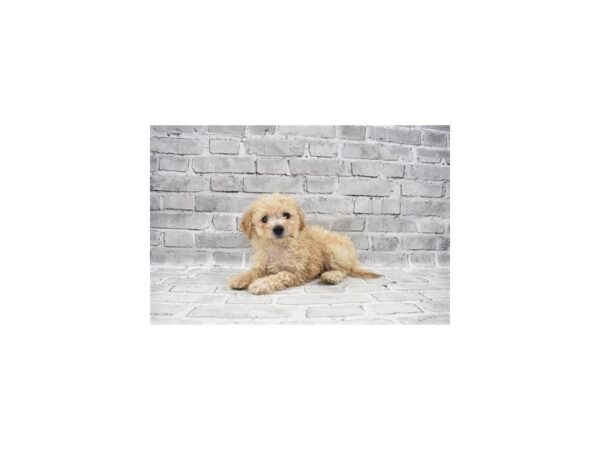 Bichon Frise/Poodle-DOG-Female-Apricot-23630-Petland Scottsdale, Arizona