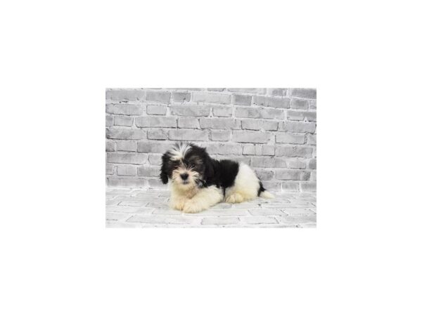 Maltese/Shih Tzu-DOG-Male-Black Gold and White-23631-Petland Scottsdale, Arizona