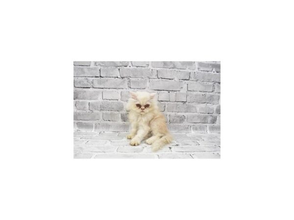 Persian-CAT-Female-Red-23624-Petland Scottsdale, Arizona