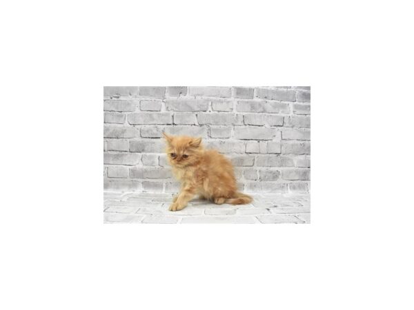 Persian-CAT-Female-Red-23625-Petland Scottsdale, Arizona