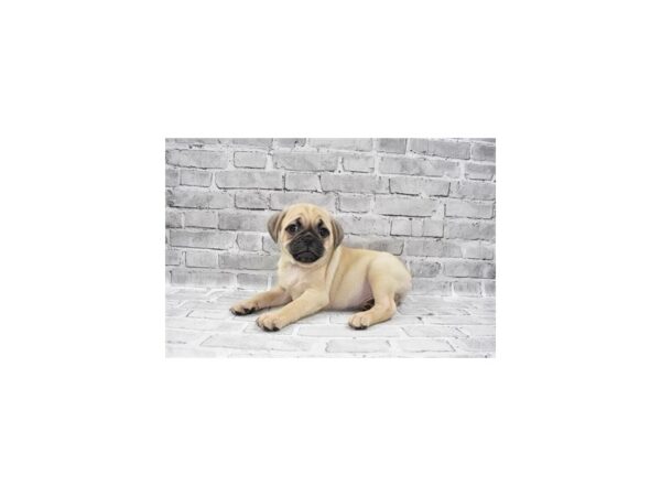 2nd Gen Puggle-DOG-Male-Fawn-23627-Petland Scottsdale, Arizona
