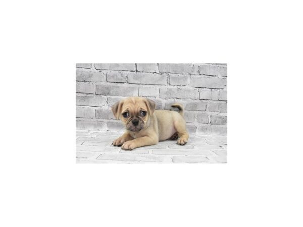 2nd Gen Puggle-DOG-Male-Fawn-23628-Petland Scottsdale, Arizona
