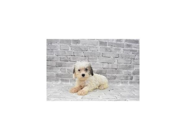 Miniature Schnauzer/Poodle-DOG-Female-Silver Beige-23632-Petland Scottsdale, Arizona