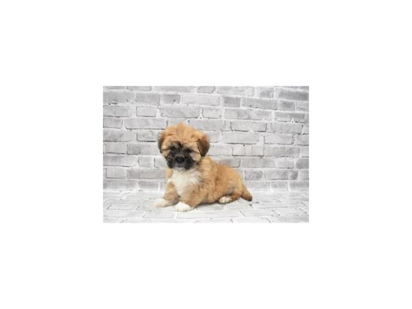 Lhasa Apso/Maltese-DOG-Female-Gold-23626-Petland Scottsdale, Arizona