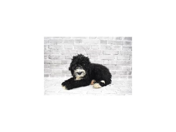 Bernese Mountain Dog/Poodle-DOG-Female-Black and White-23629-Petland Scottsdale, Arizona