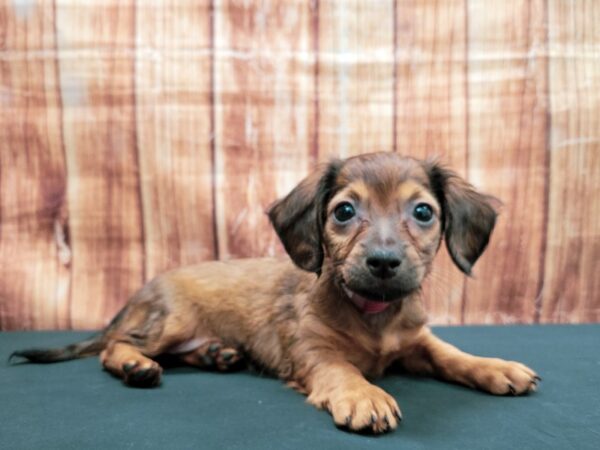 Chihuahua/Dachshund-DOG-Female-Wild Boar-23646-Petland Scottsdale, Arizona
