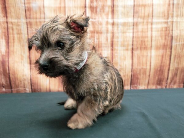 Cairn Terrier-DOG-Female-Wheaten-23645-Petland Scottsdale, Arizona