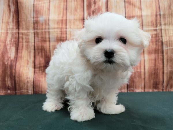 Maltese-DOG-Male-White-23637-Petland Scottsdale, Arizona