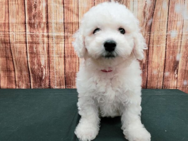 Bichon Frise-DOG-Male-White-23644-Petland Scottsdale, Arizona